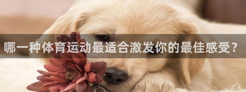 b体育必一运动官网